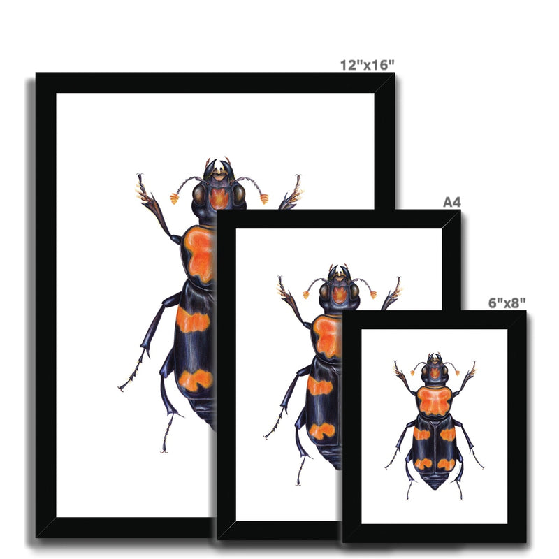 Burying Beetle Framed Print