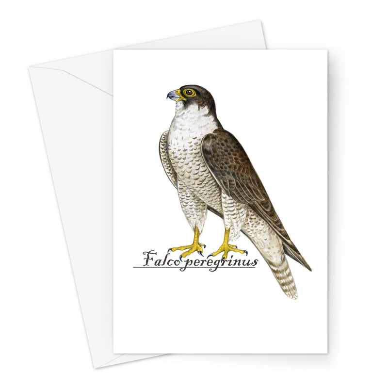 Peregrine Falcon Greeting Card