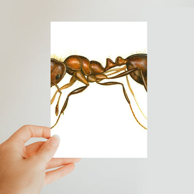 Fire Ant Classic Postcard