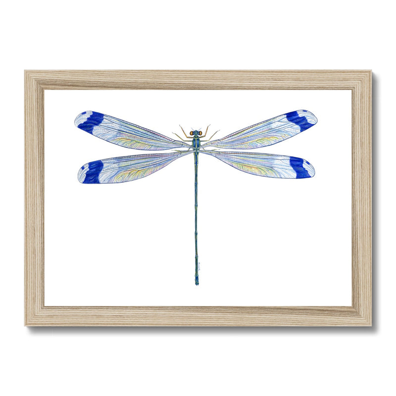 Helicopter Damselfly Framed Print