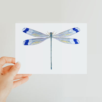 Helicopter Damselfly Classic Postcard