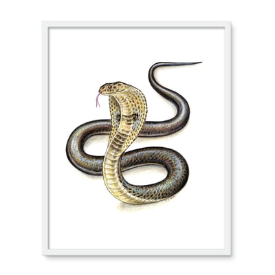Indian Cobra Framed Photo Tile