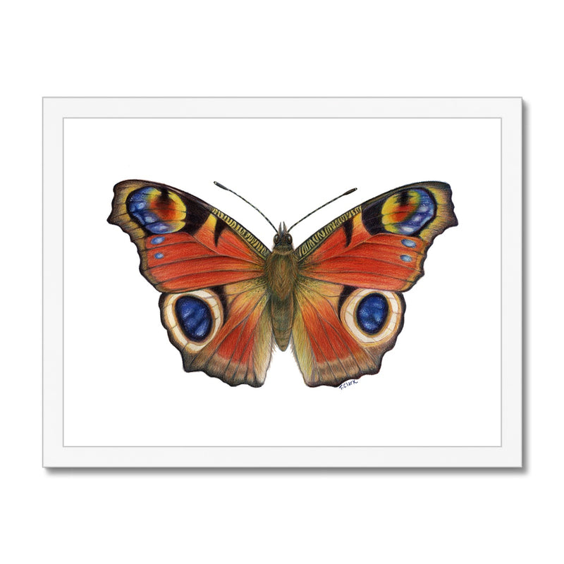 Peacock Butterfly Framed Print