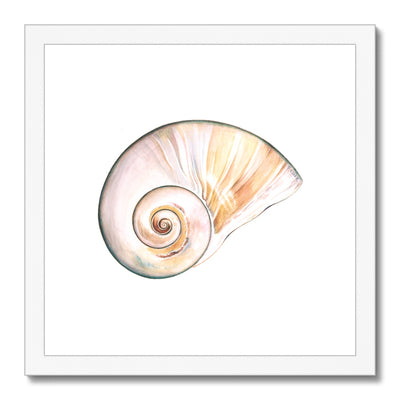 Northern Moonsnail Framed & Mounted Print