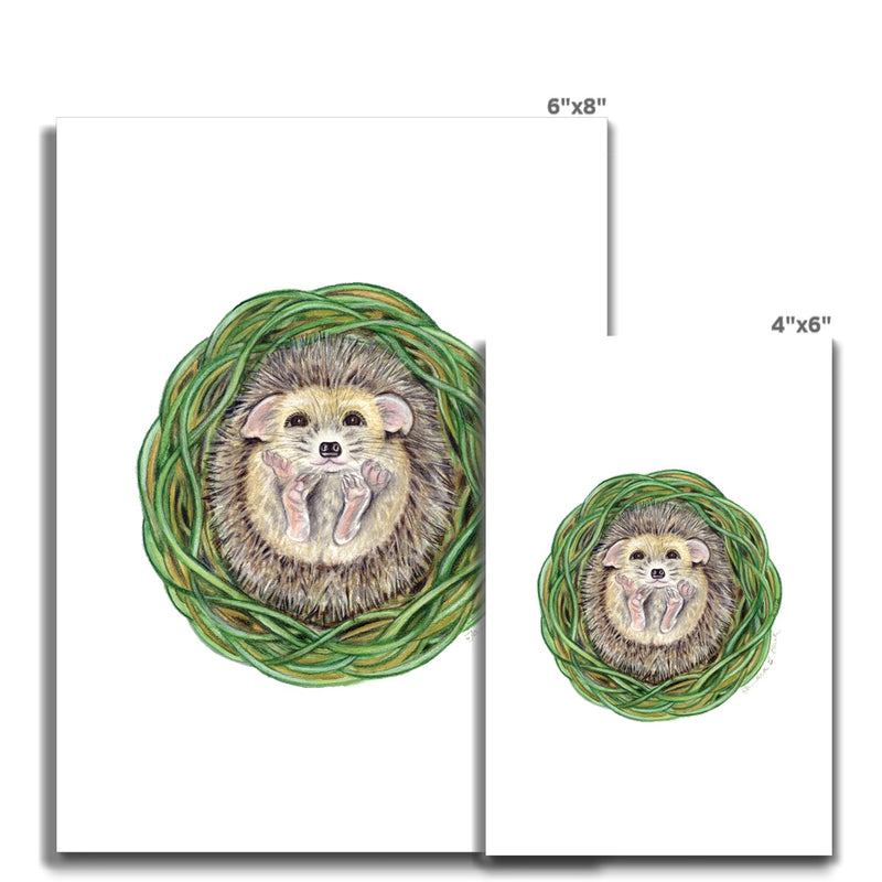 Hedgehog  Fine Art Print