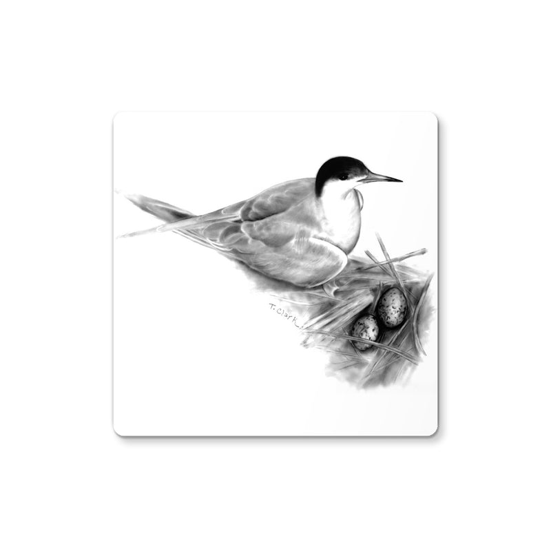 Common Tern Coaster
