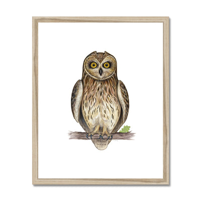 Short-eared Owl Framed & Mounted Print
