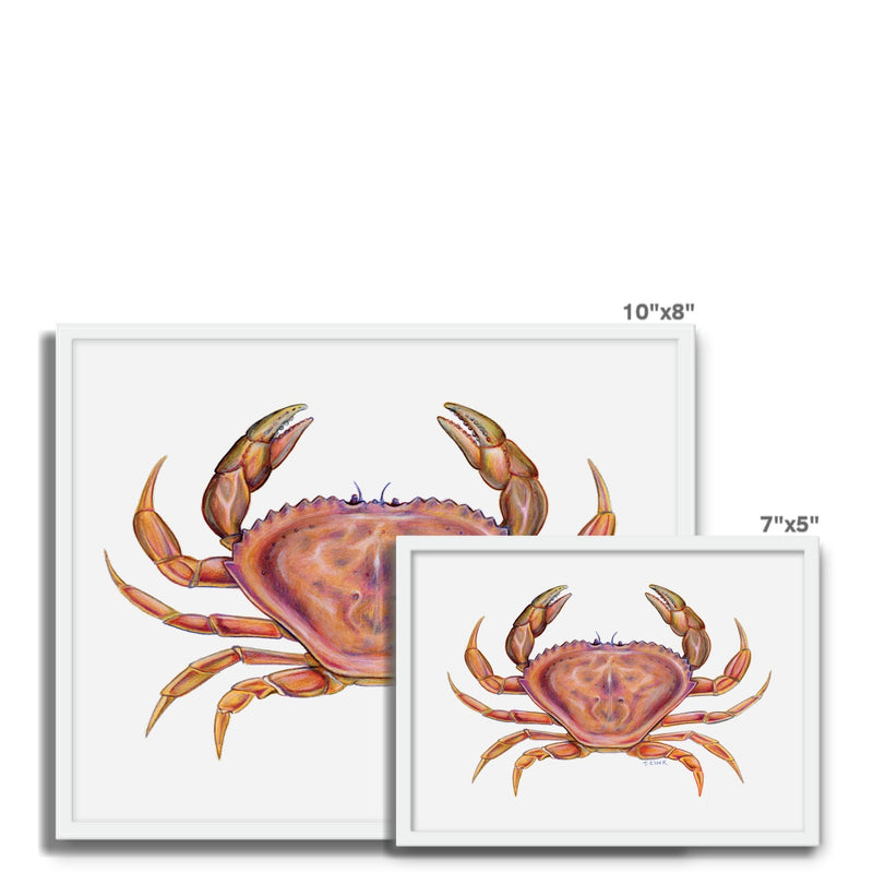 Dungeness Crab Framed Photo Tile