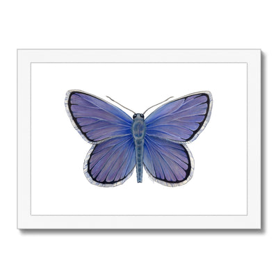 Karner Blue Butterfly Framed & Mounted Print