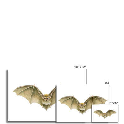 Daubenten's Bat Hahnemühle Photo Rag Print