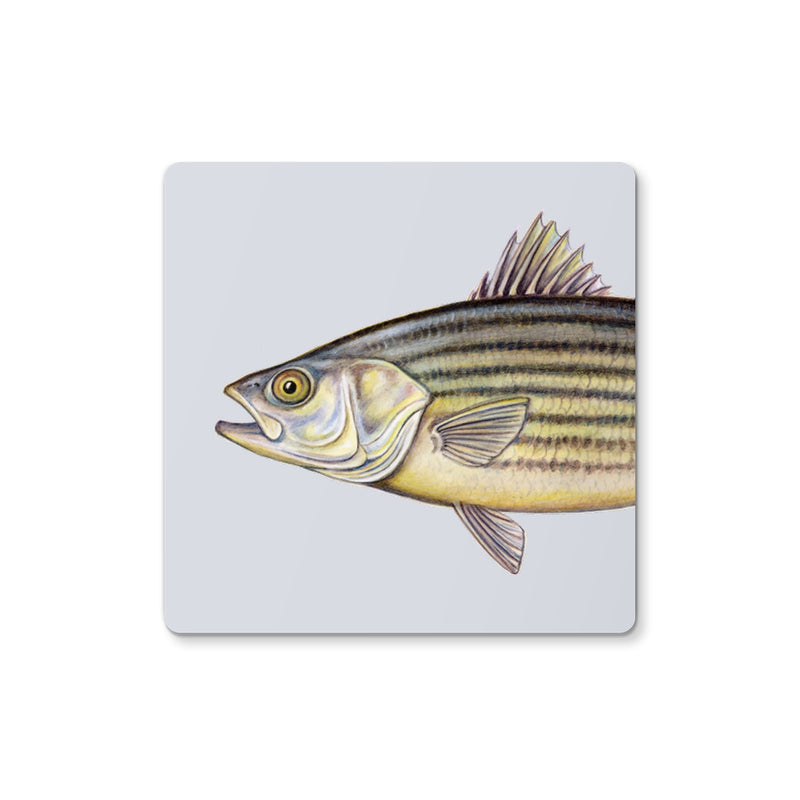 Striped Bass Coaster