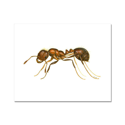 Fire Ant Hahnemühle German Etching Print