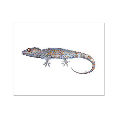 Tokay Gecko Fine Art Print
