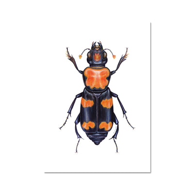 Burying Beetle Hahnemühle Photo Rag Print