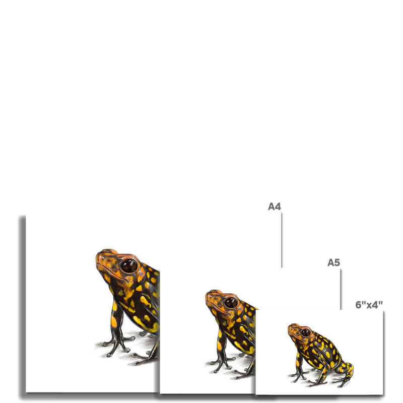 Harlequin poison frog Fine Art Print