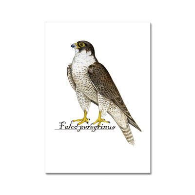 Peregrine Falcon Hahnemühle German Etching Print