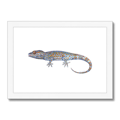 Tokay Gecko Framed & Mounted Print