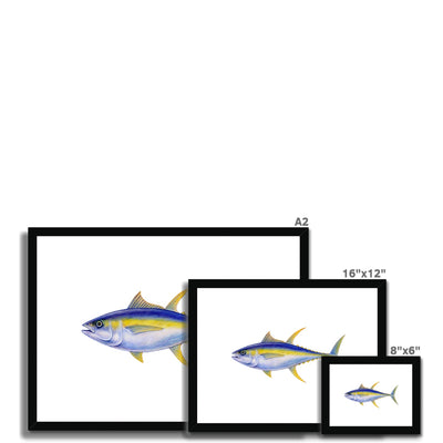 Yellowfin Tuna Framed & Mounted Print