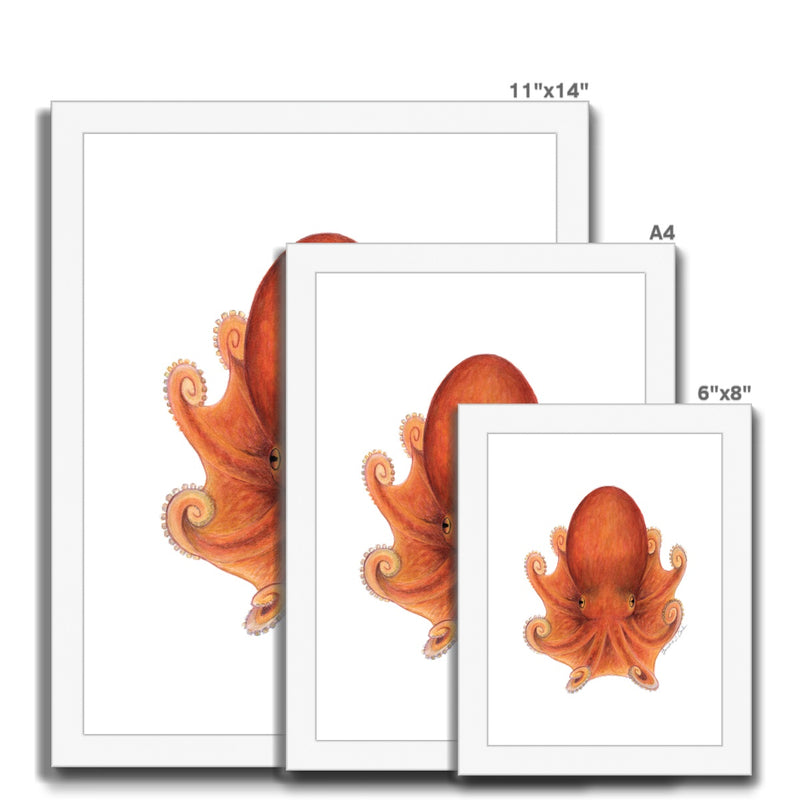 Northern Octopus Framed Print