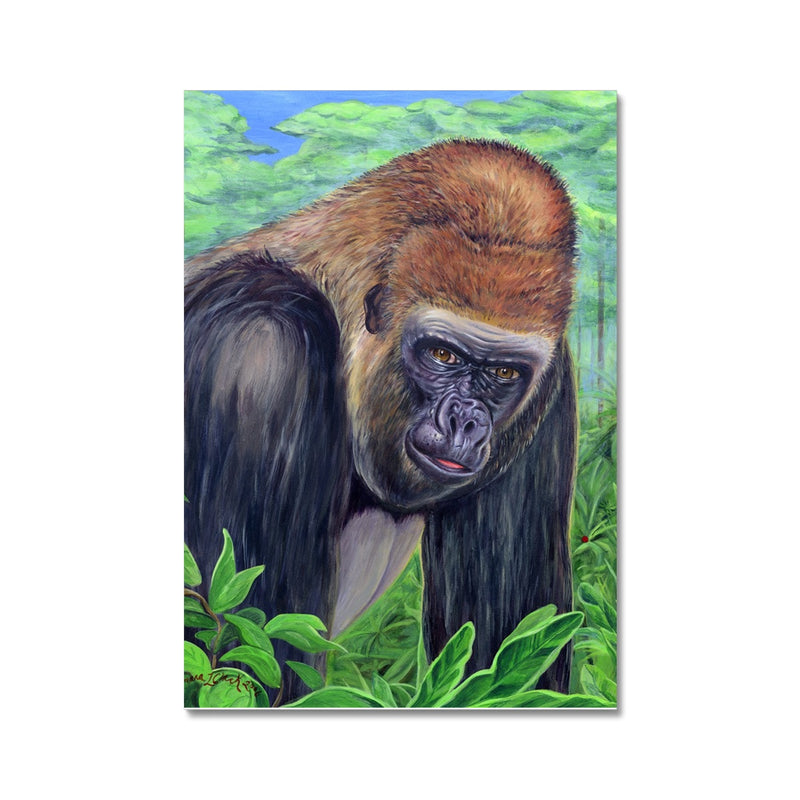 Gorilla gorilla  Fine Art Print