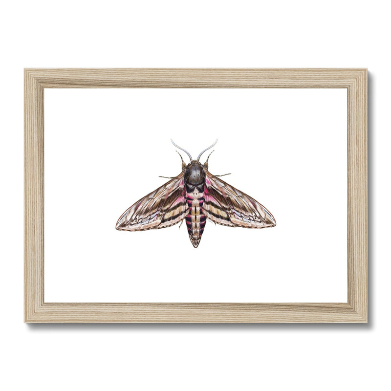 Hawkmoth Framed & Mounted Print