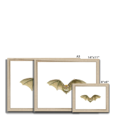 Daubenten's Bat Framed & Mounted Print
