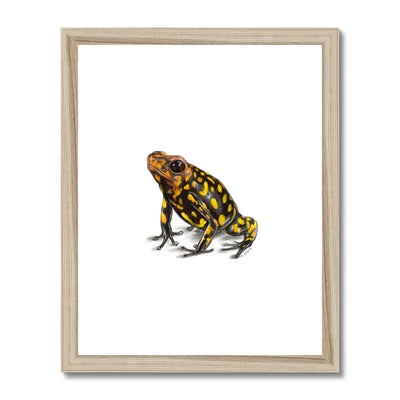 Harlequin poison frog Framed & Mounted Print