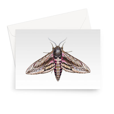 Hawkmoth Greeting Card
