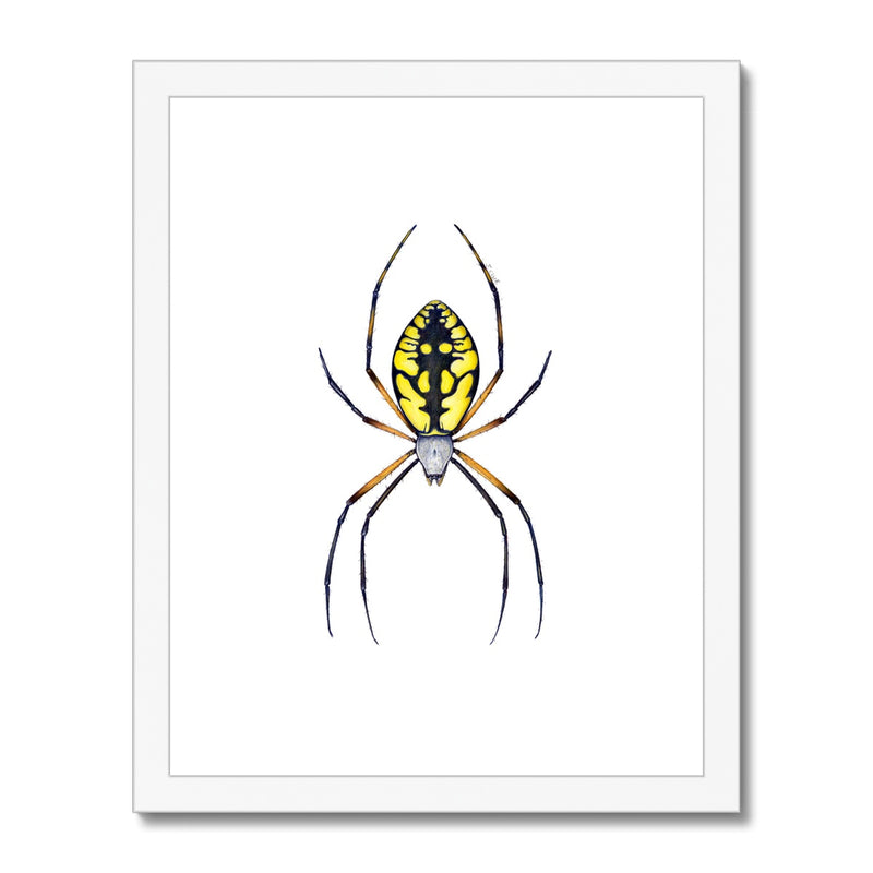 Argiope Spider Framed & Mounted Print