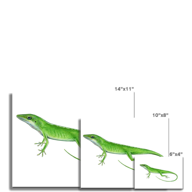 Green Anole Lizard Hahnemühle German Etching Print