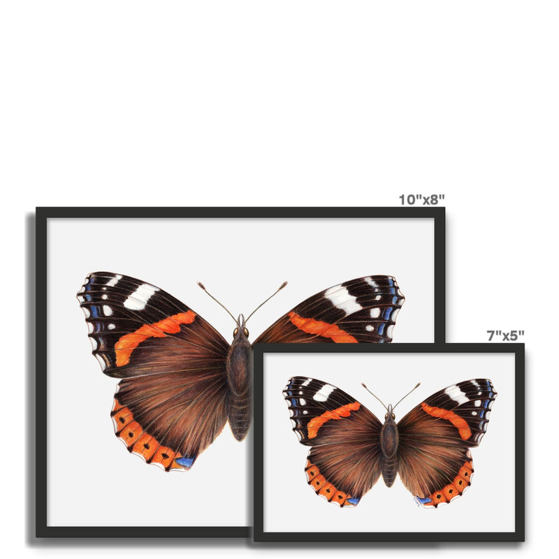 Red Admiral Butterfly Framed Photo Tile