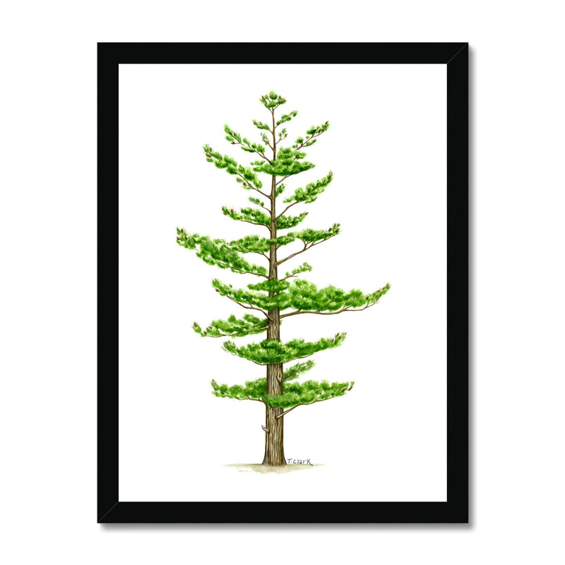 White Pine Framed Print