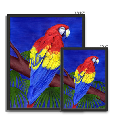 Scarlet Red Macaw Framed Photo Tile