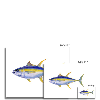Yellowfin Tuna Fine Art Print