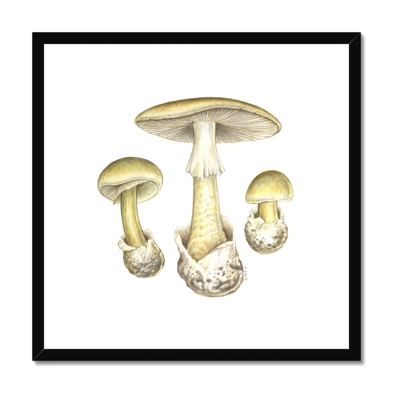 Deathcap Mushroom Framed Print