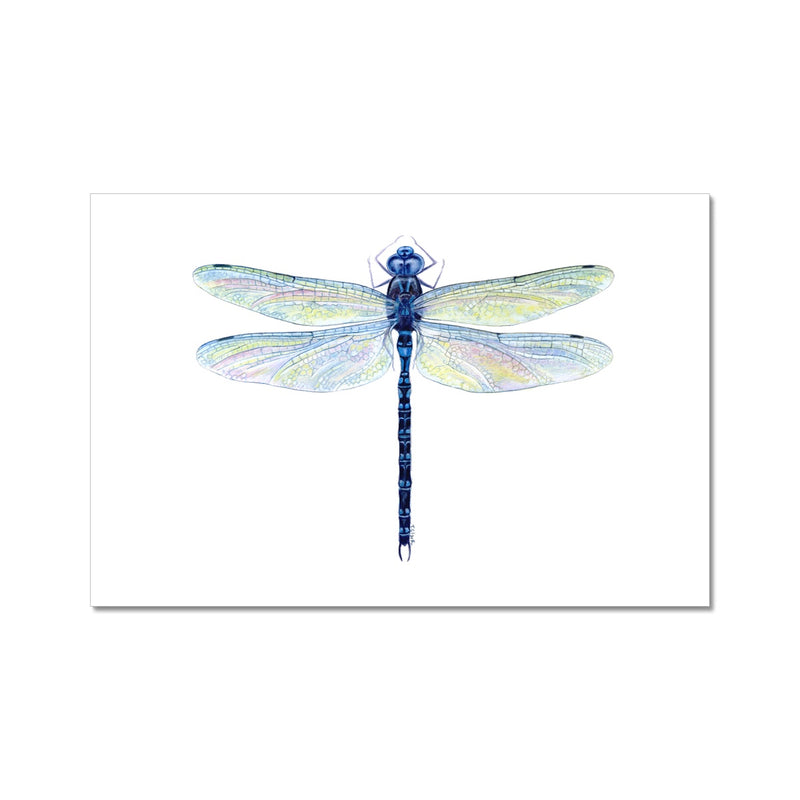Spatterdock Darner Dragonfly Hahnemühle Photo Rag Print