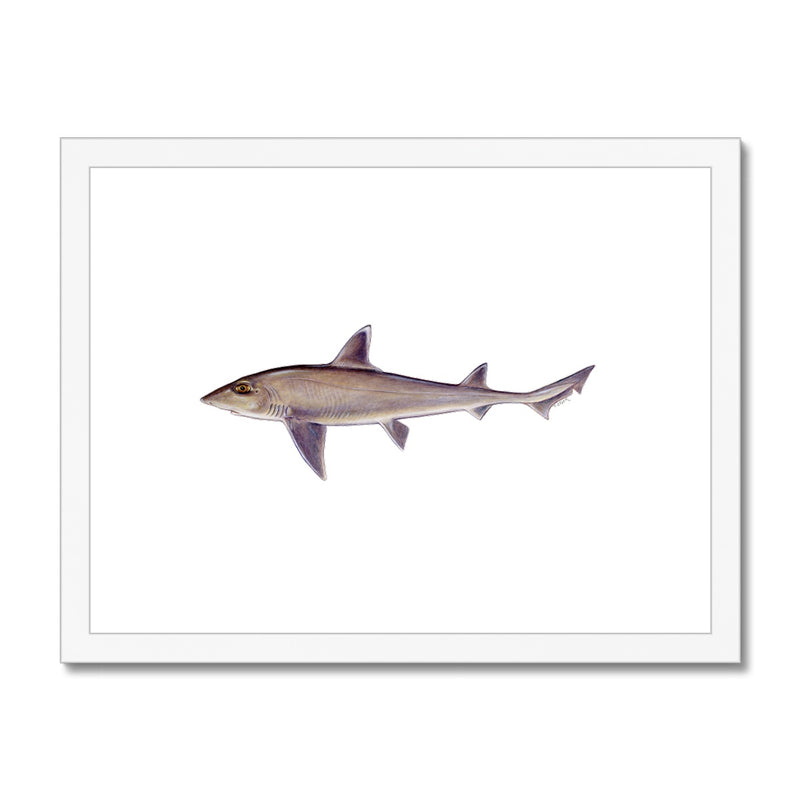 Smooth Dogfish Framed & Mounted Print