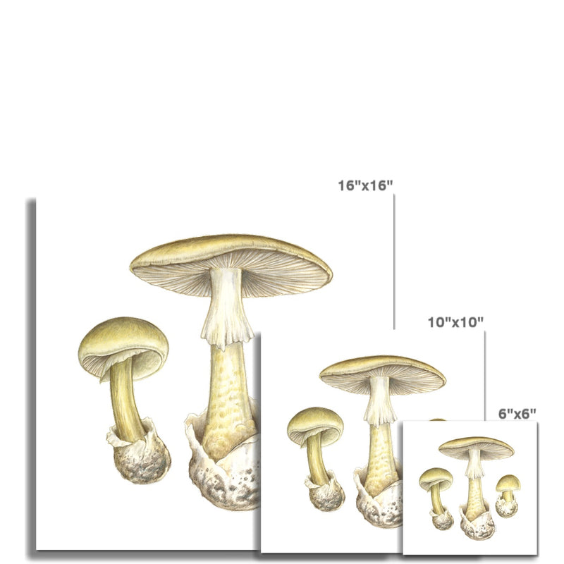 Deathcap Mushroom Fine Art Print