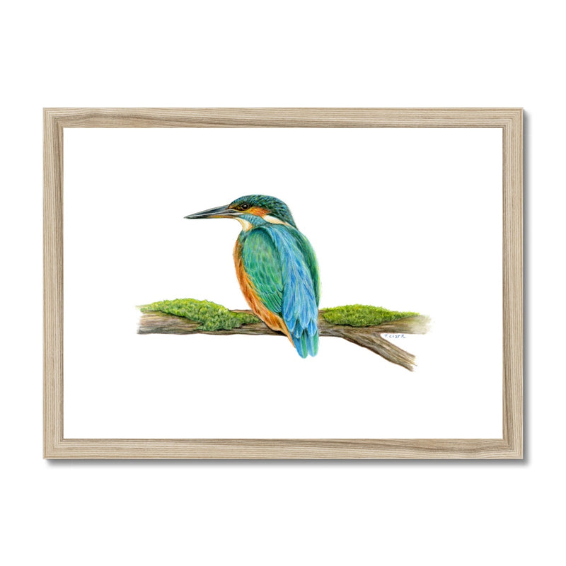 Kingfisher Framed & Mounted Print