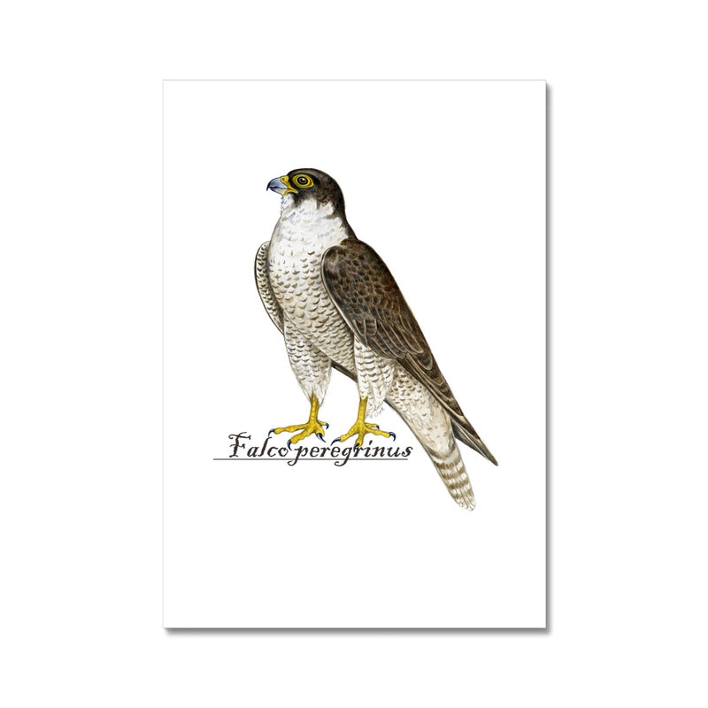 Peregrine Falcon Fine Art Print