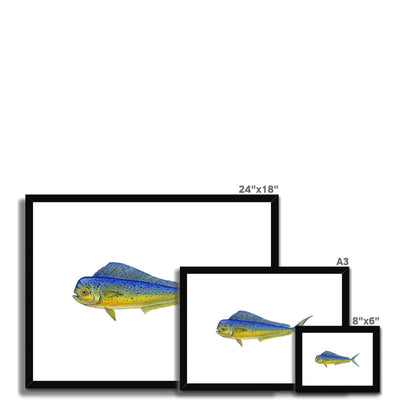 Mahi Mahi Framed & Mounted Print