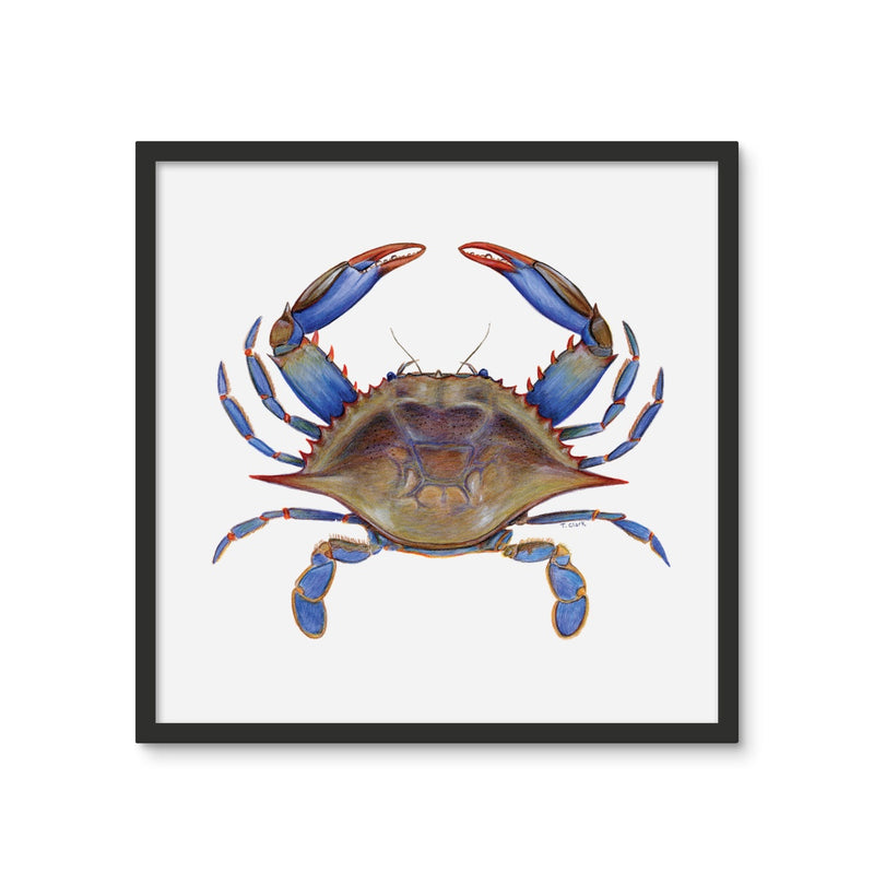 Blue Crab Framed Photo Tile