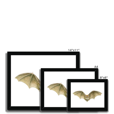 Daubenten's Bat Framed Print