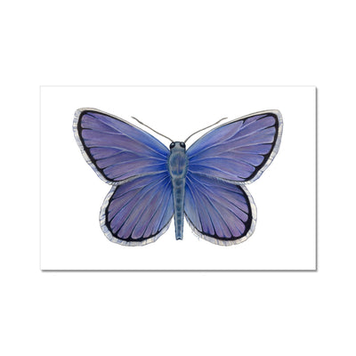 Karner Blue Butterfly Hahnemühle German Etching Print