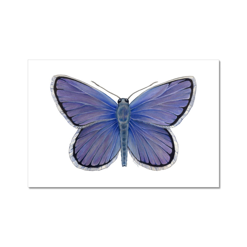Karner Blue Butterfly Hahnemühle German Etching Print