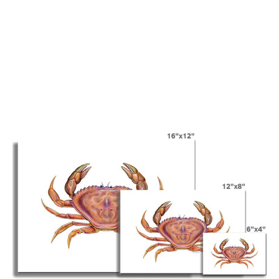 Dungeness Crab Hahnemühle Photo Rag Print