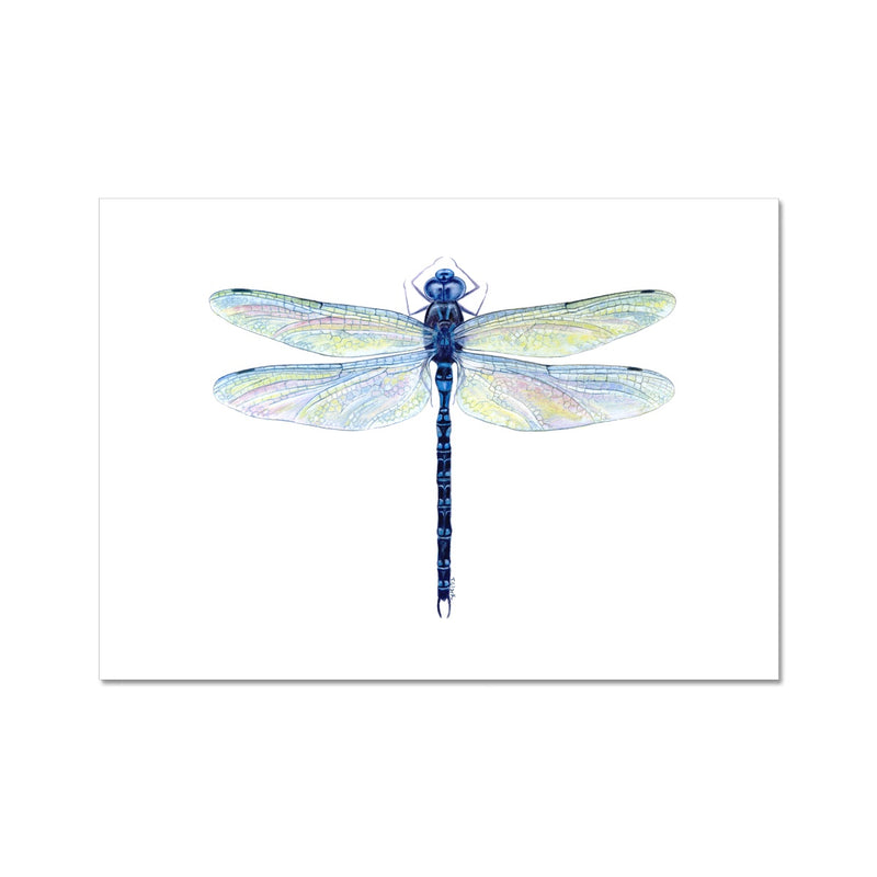 Spatterdock Darner Dragonfly Fine Art Print