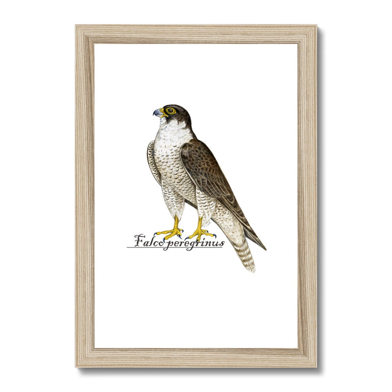 Peregrine Falcon Framed Print