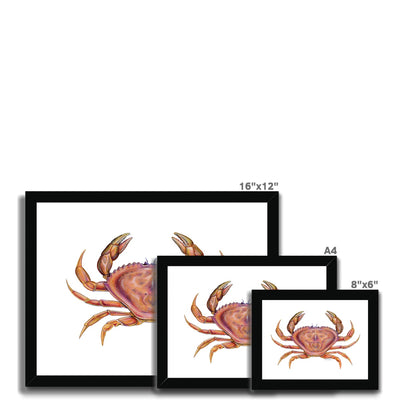 Dungeness Crab Framed Print
