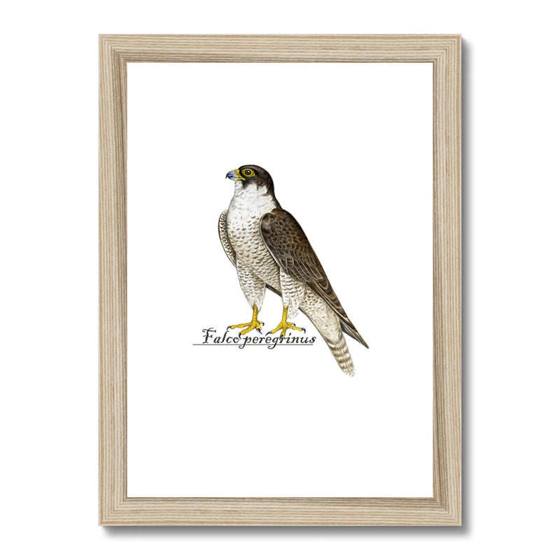 Peregrine Falcon Framed & Mounted Print
